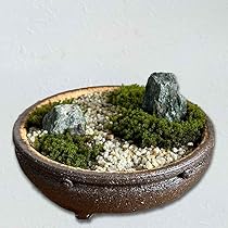 【最安値】サービス品　ノイバラ 小型盆栽 陶器鉢 苔使用 ミニ 盆栽 陶器鉢」の人気商品一覧 | 安い商品を通販サイトから探す